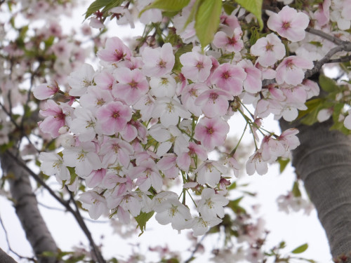 満開の結桜