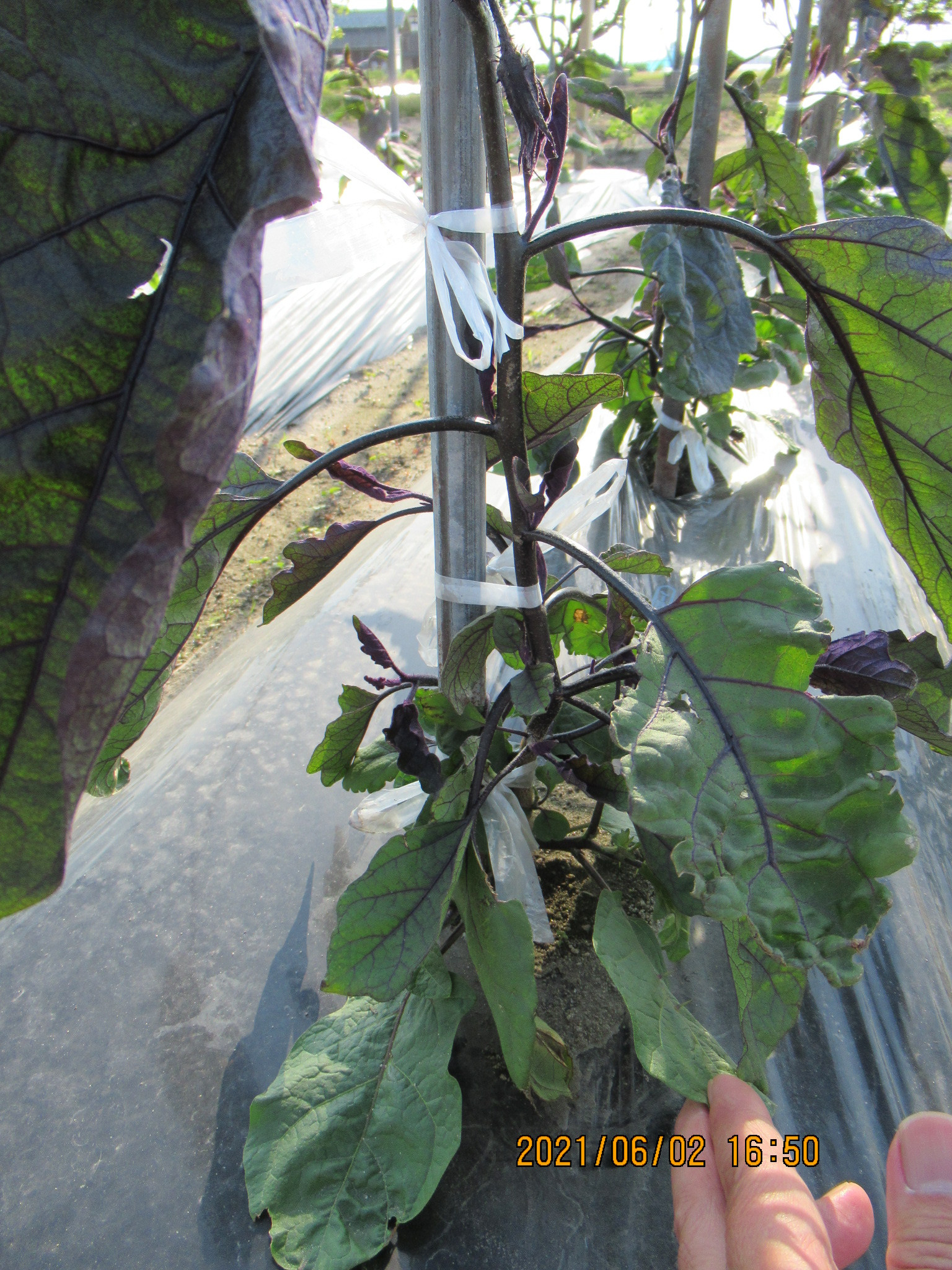 ナス きゅうりのお手入れは お済ですか 佐久間肥料店