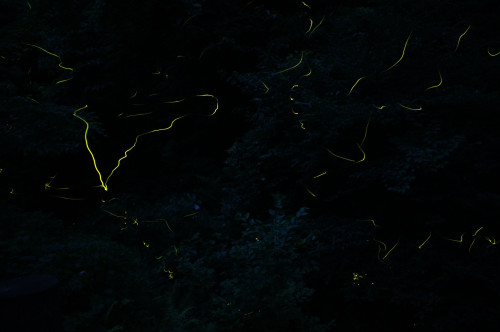 DSC01943.JPEG