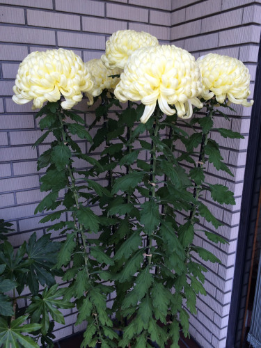 見事な菊です。