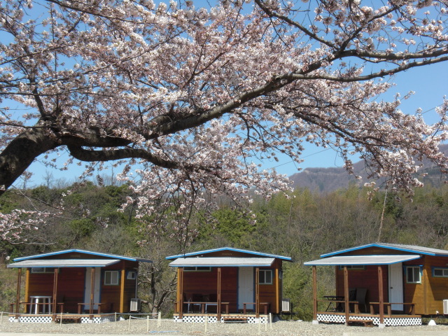 園内及び周辺の桜は40本程が咲きますよ