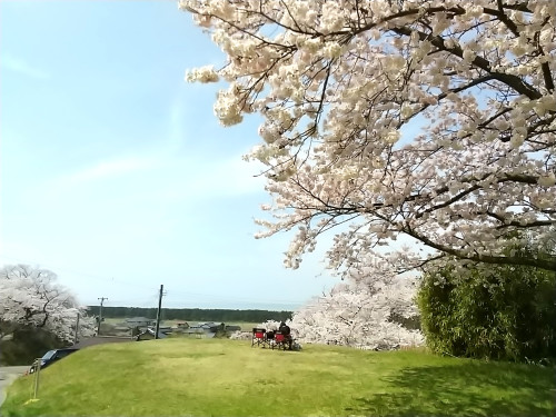 風で桜が!!