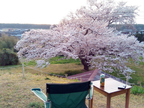 園内の桜開花！