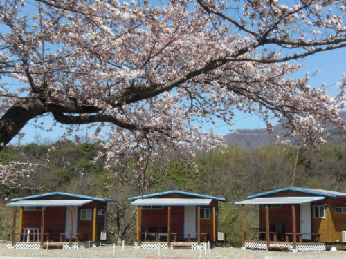 桜に囲まれた春のコテージ、居ながらにして花見が出来ます