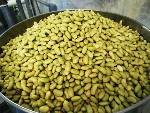 大粒の青豆「肴豆」