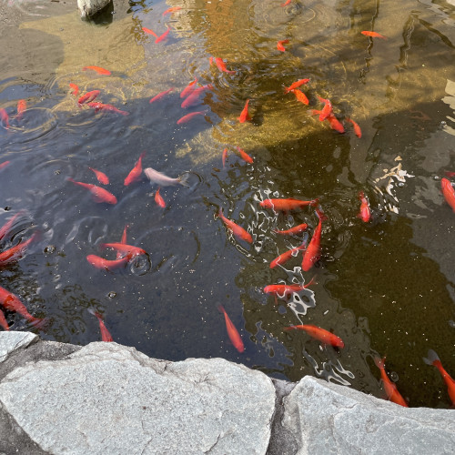 金魚IMG_4902.jpg