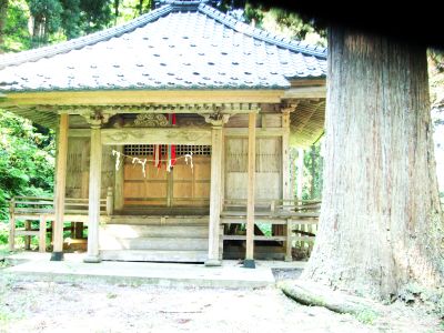 滝神社の大杉