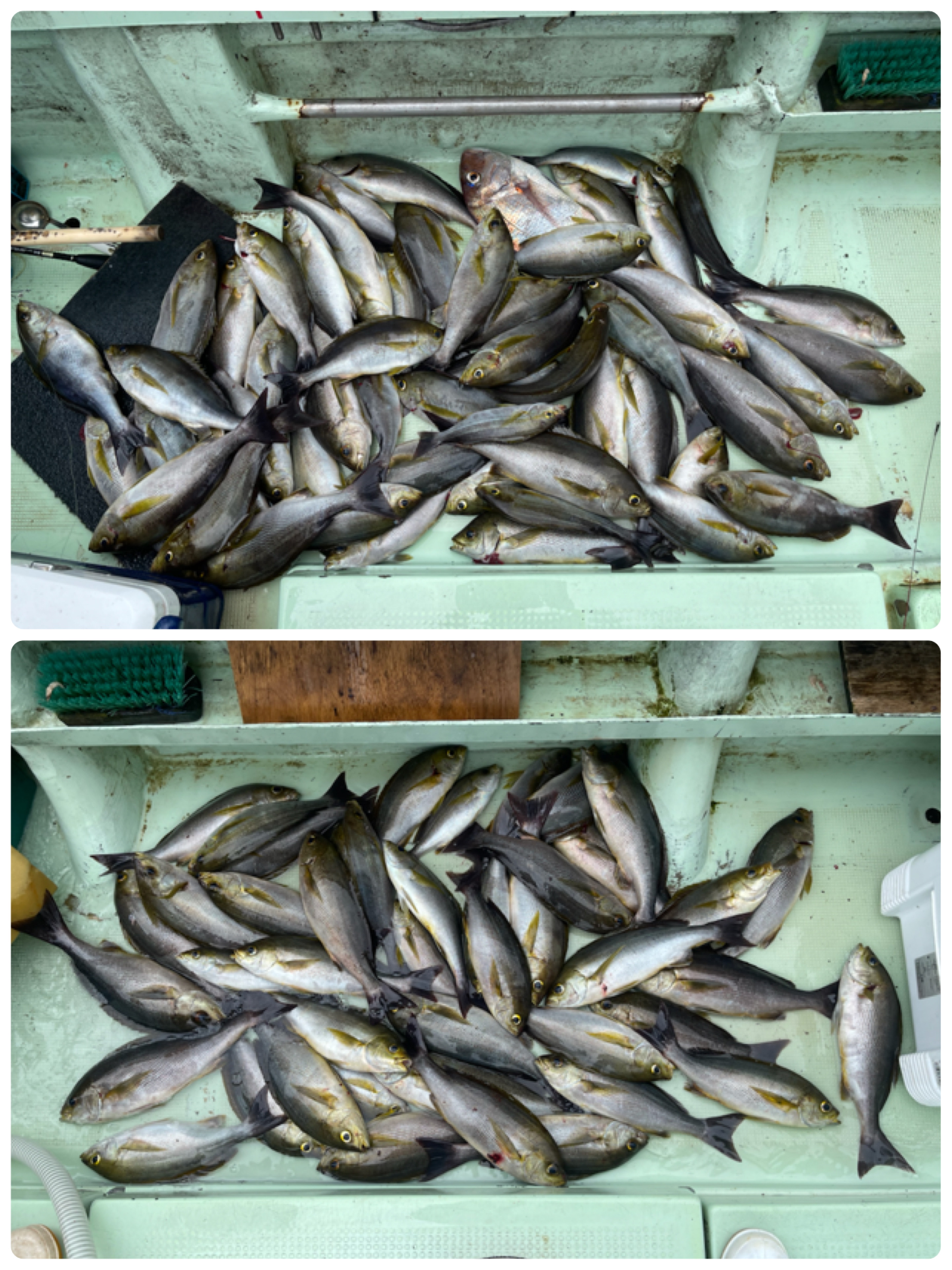 7 7イサキ釣り 遊漁船 松風