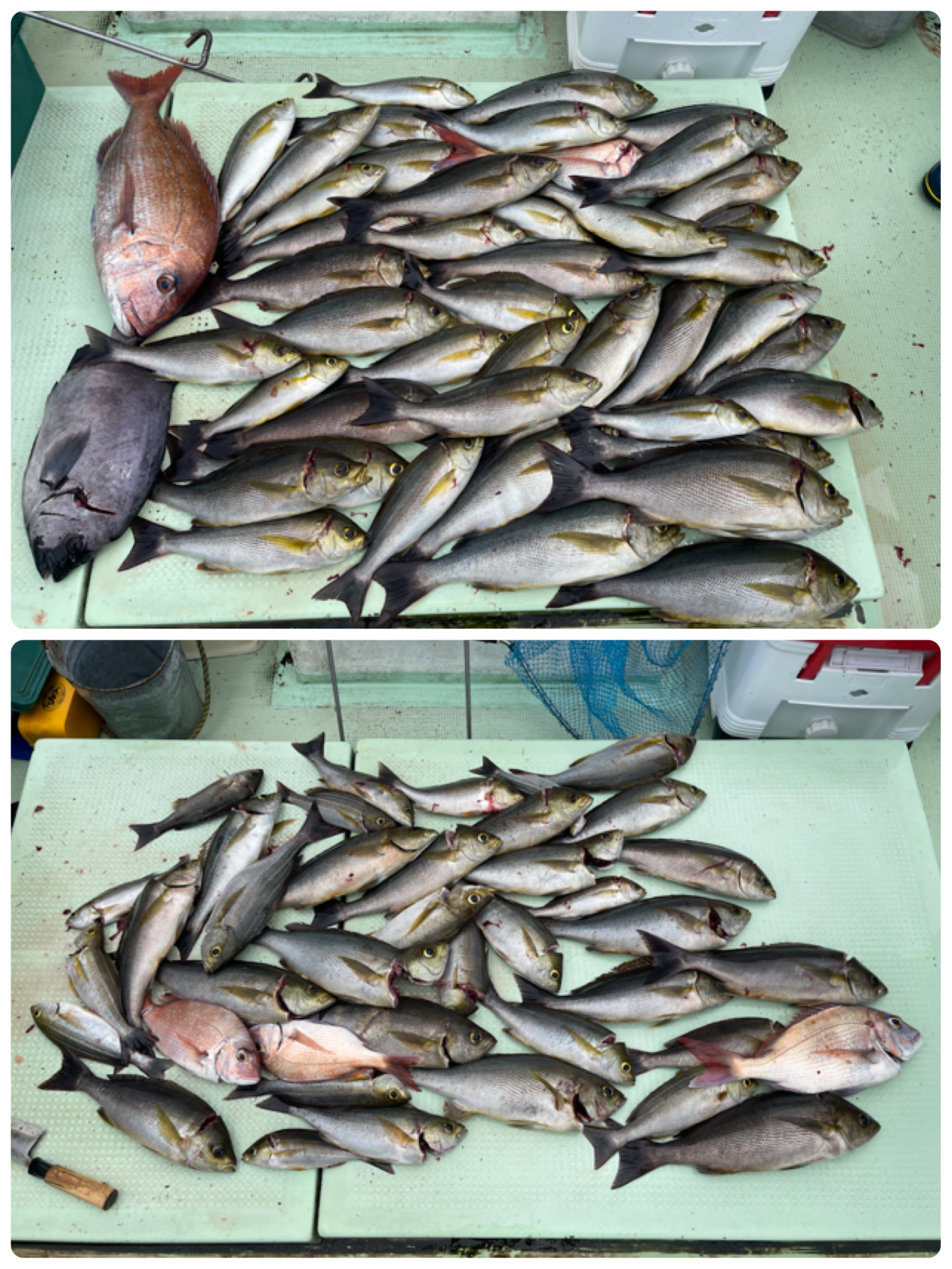 7 18 イサキ釣り 遊漁船 松風