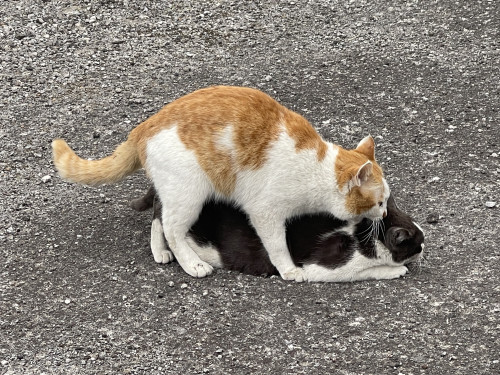 ハッスル♡ハッスル