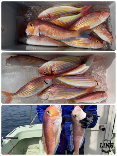 4/8アジ釣り