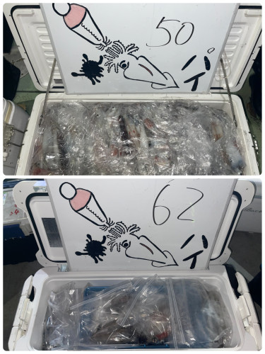 7/28ケンサキイカ