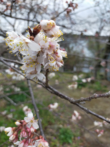 桜の季節になりました