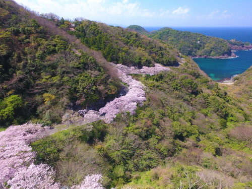 チェリーロード（島根町）.jpg