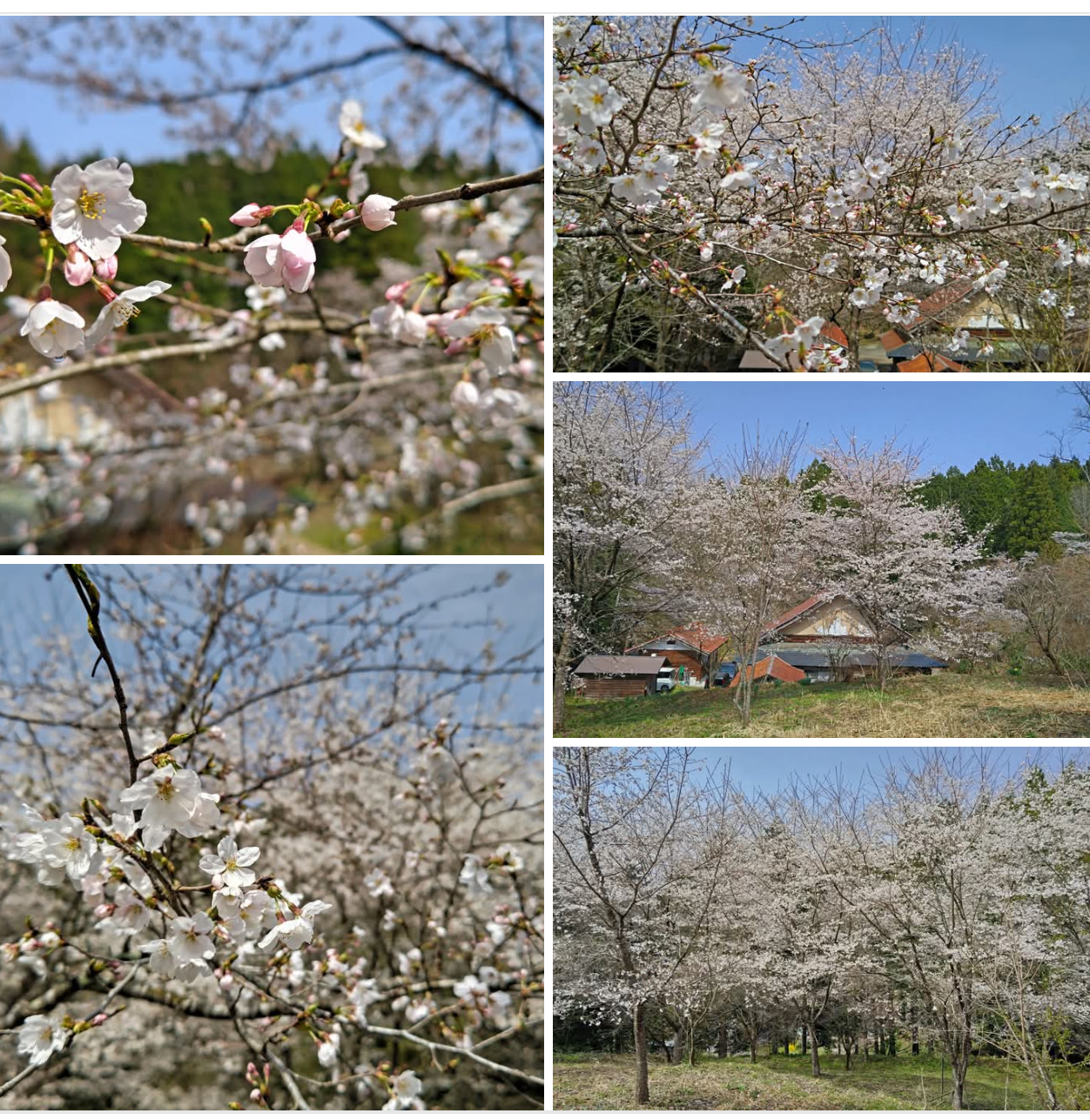 『　桜　』が咲きました！