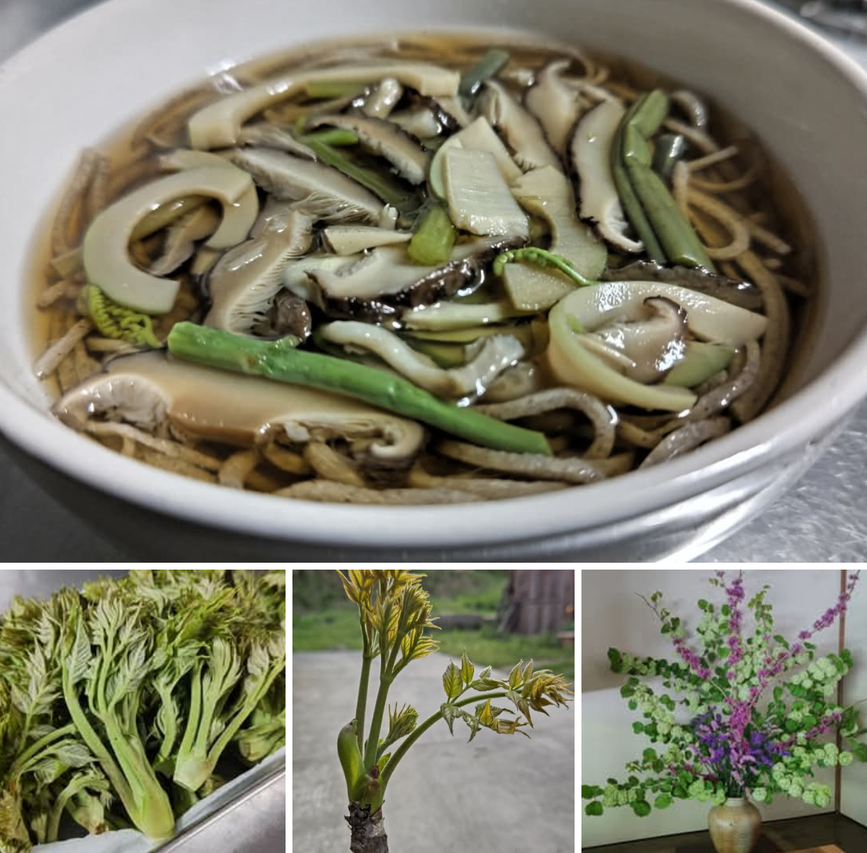 今年の『 山菜 』