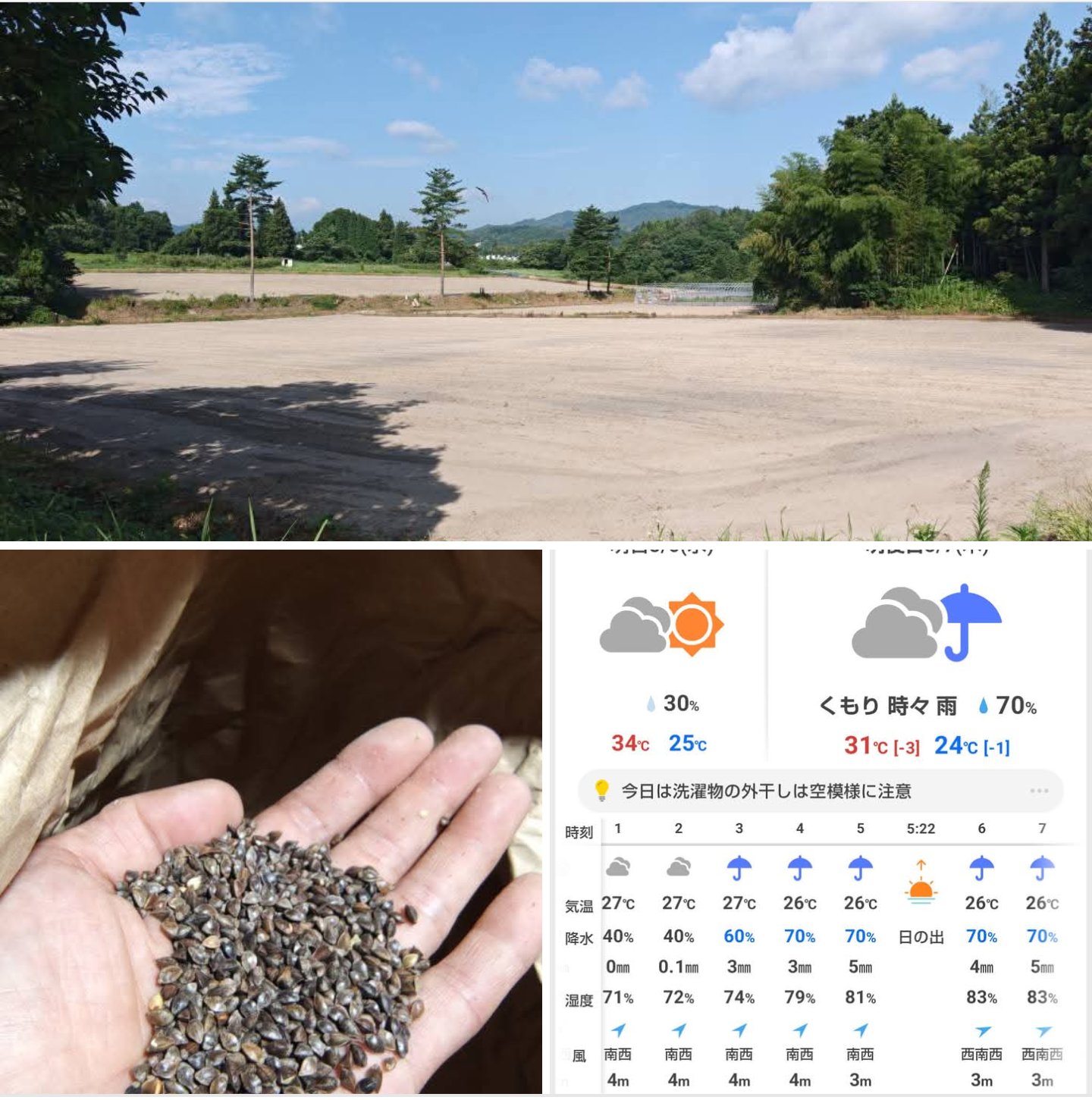 『　在来種　横田小そば　播種完了　』