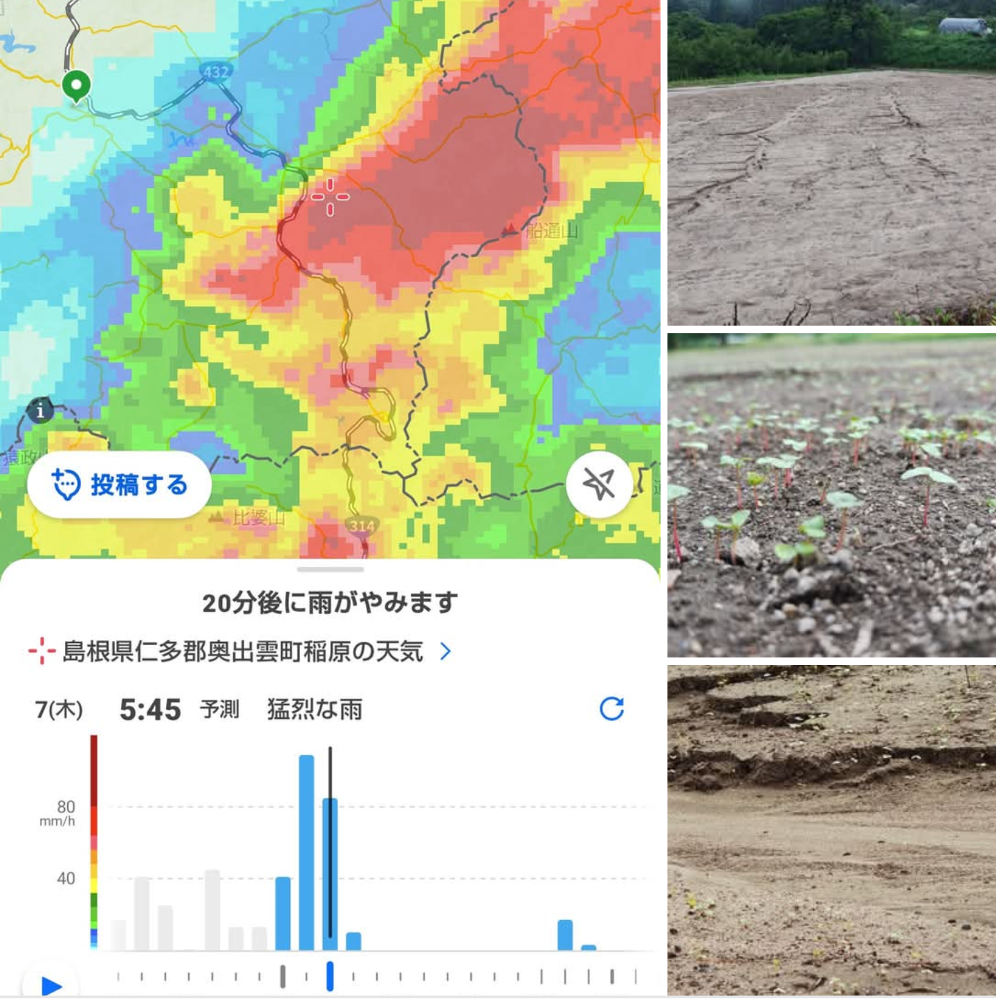 『　在来種横田小そば、播種後の大雨の影響　』