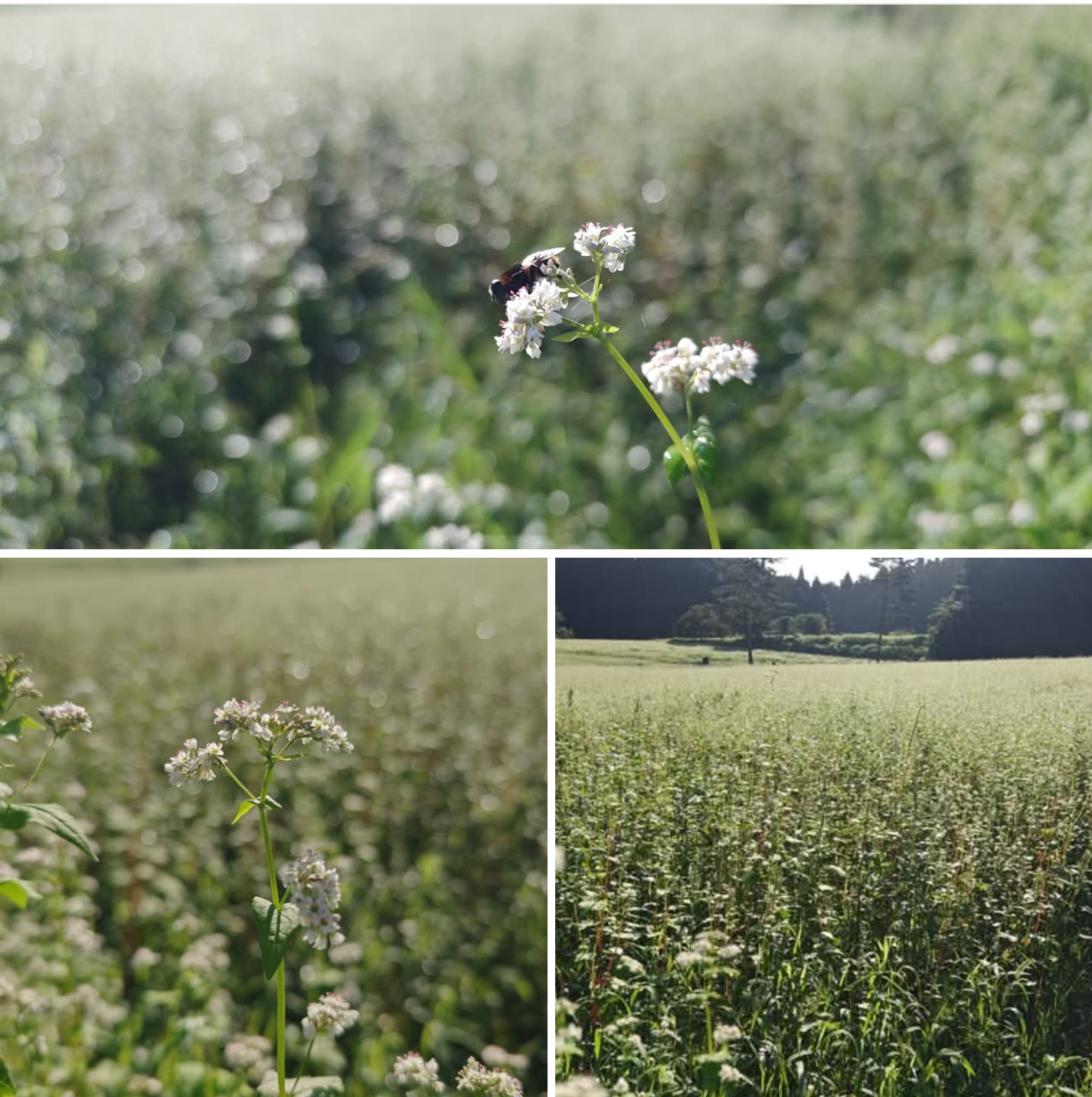 『　在来種　横田小そばの蕎麦畑が満開間近　』
