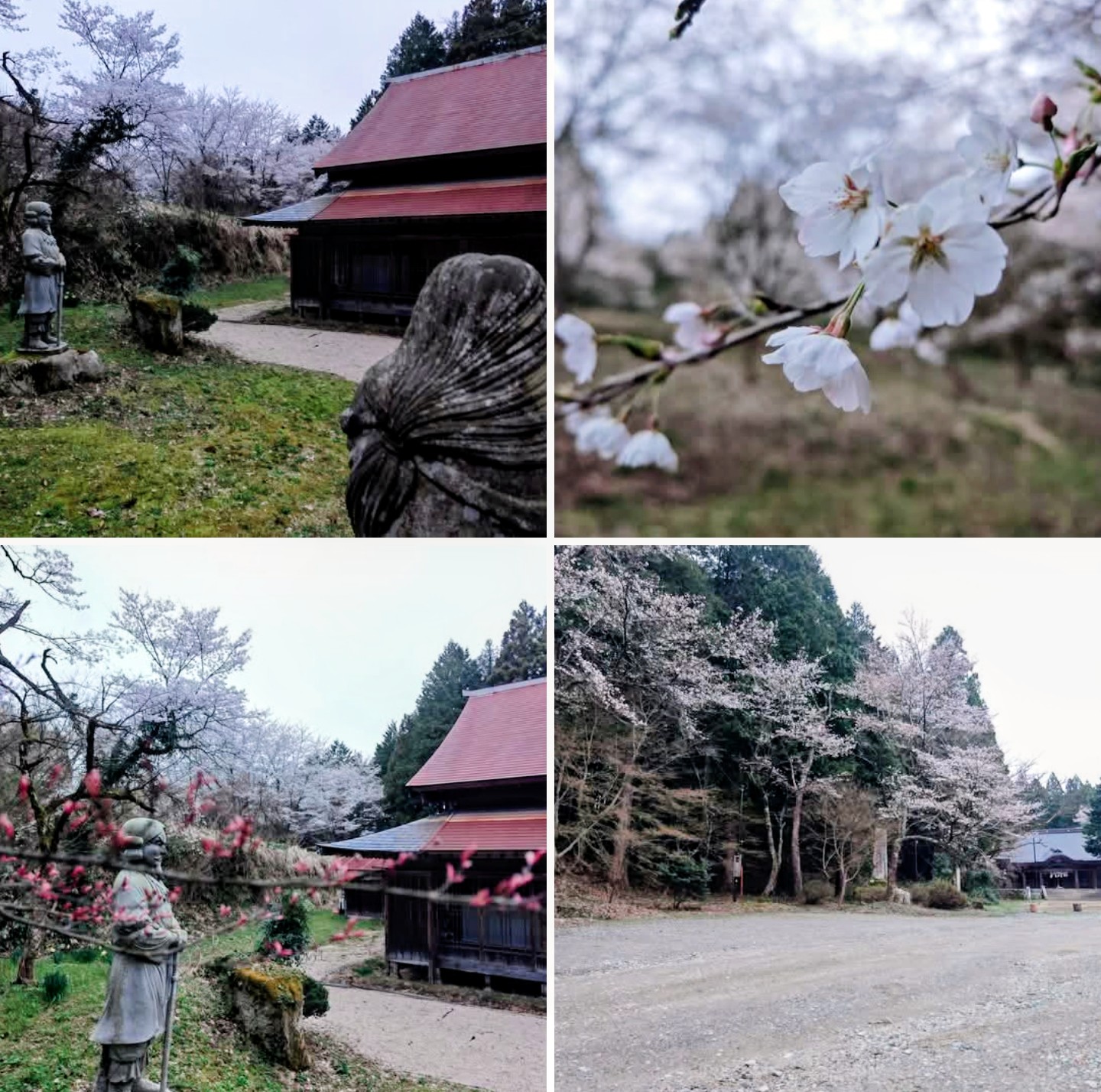 神社内の桜が満開になりました！