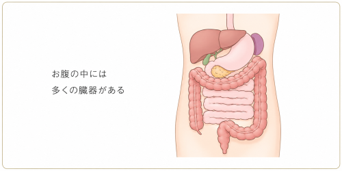 腹部臓器のイラスト。お腹の中には多くの臓器がある