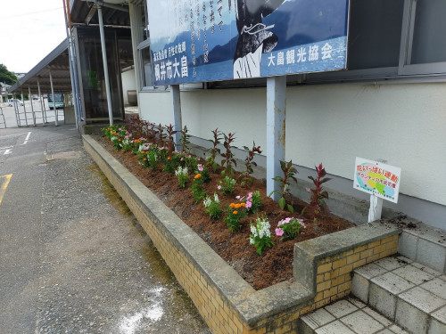 大畠駅の花壇、きれいな花を植え替えました