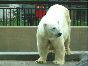 動物園で人気の白クマさん！！