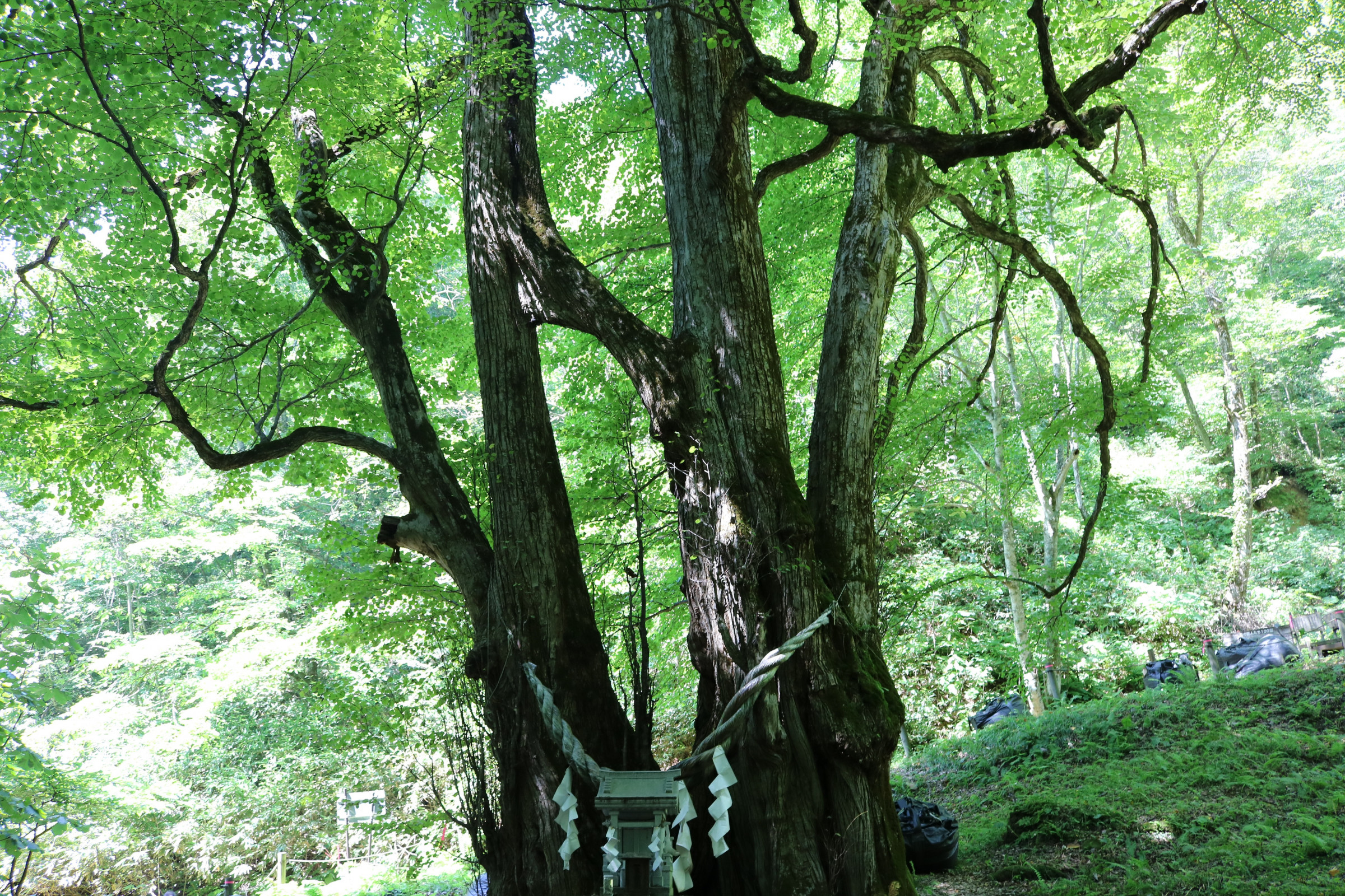 　縁桂～地上７メートルで１本の枝により結合した連理の木～