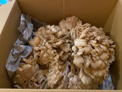 岩手から天然舞茸が入荷いたしました