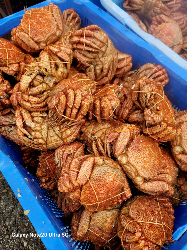 「第56回広尾毛がにまつり」に出店させて頂きました！