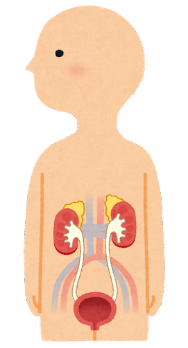 腎臓.png