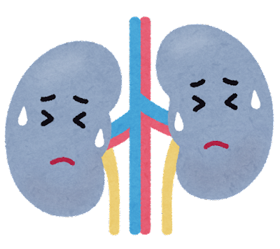 腎臓3.png