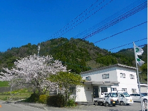 桜が咲く頃の本社の写真です！