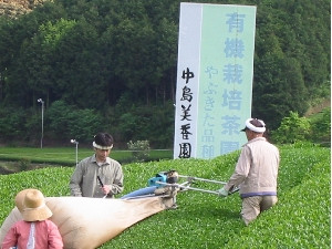 直営茶園の茶摘み風景です