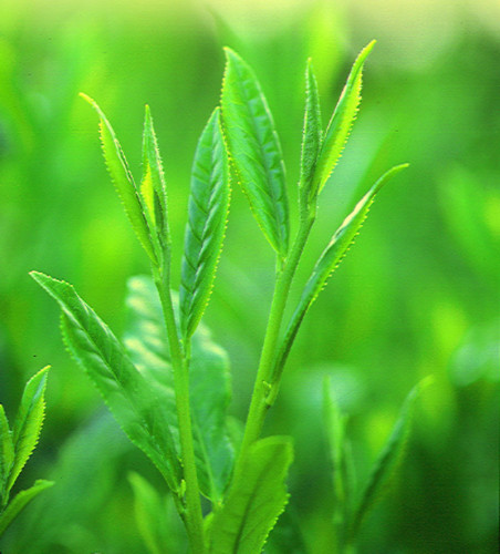 令和2年産　新茶販売始めました。