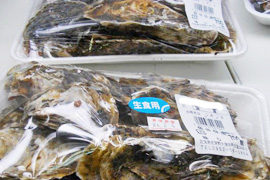 有明海産牡蠣