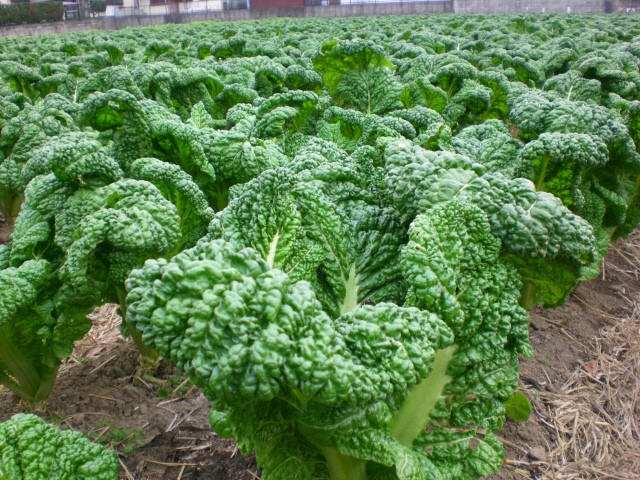 今・旬野菜