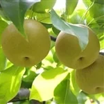 旬の味覚！みずみずしい甘さの梨が今年も登場しました！