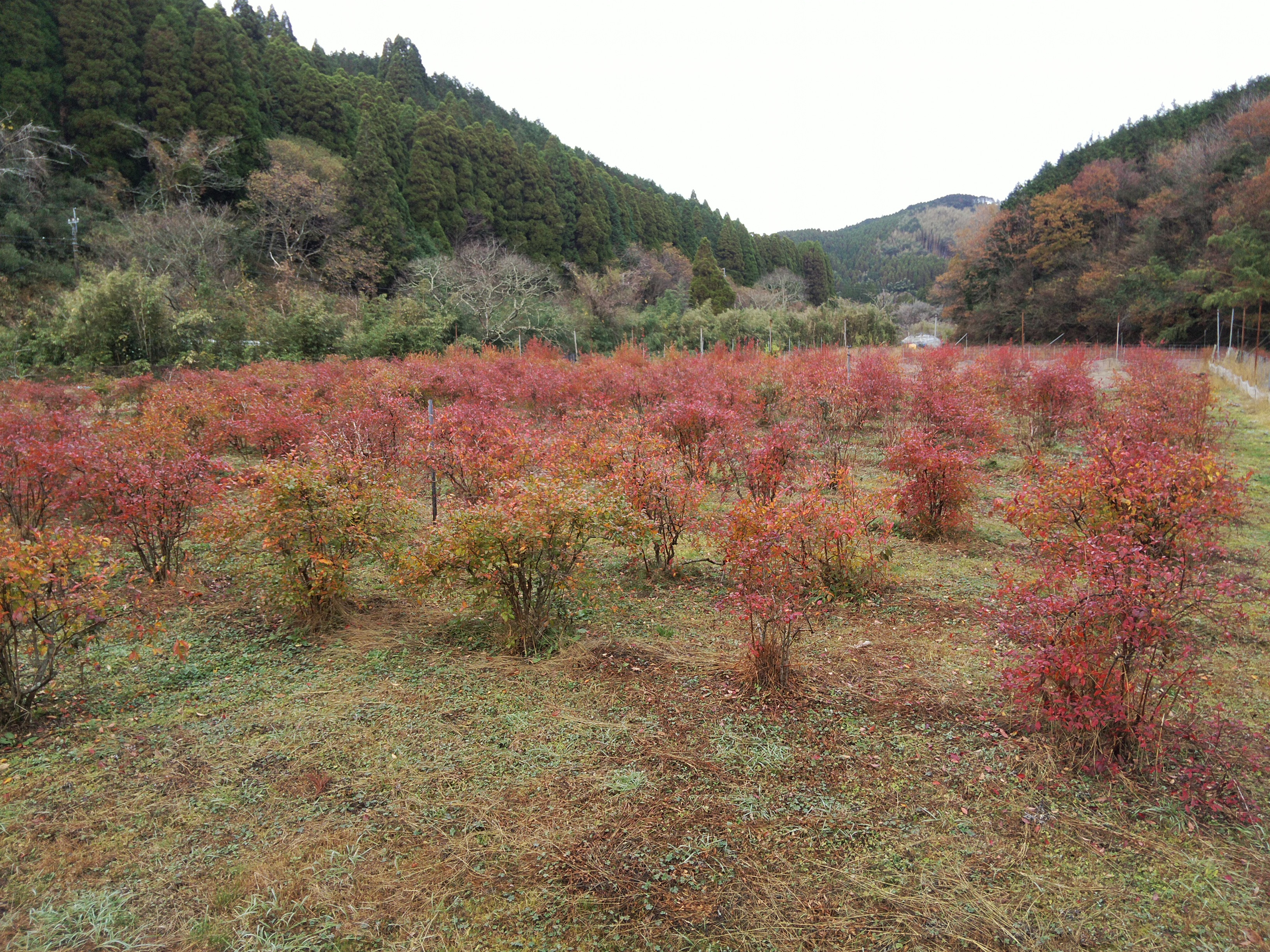 ブルーベリーの木もこの季節には紅葉します １１月 みつせ茶処 やまぼうし
