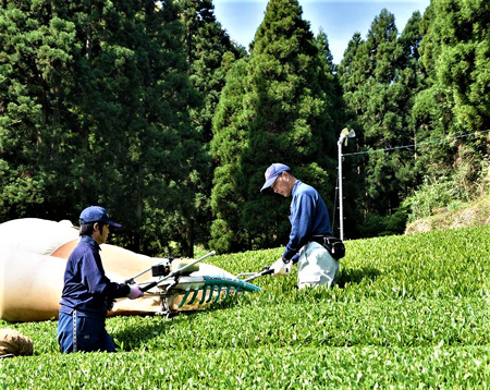 園部製茶のお茶