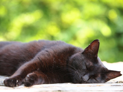 黒猫快眠.jpg