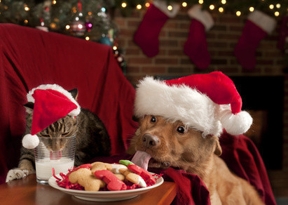 猫　クリスマス.jpg