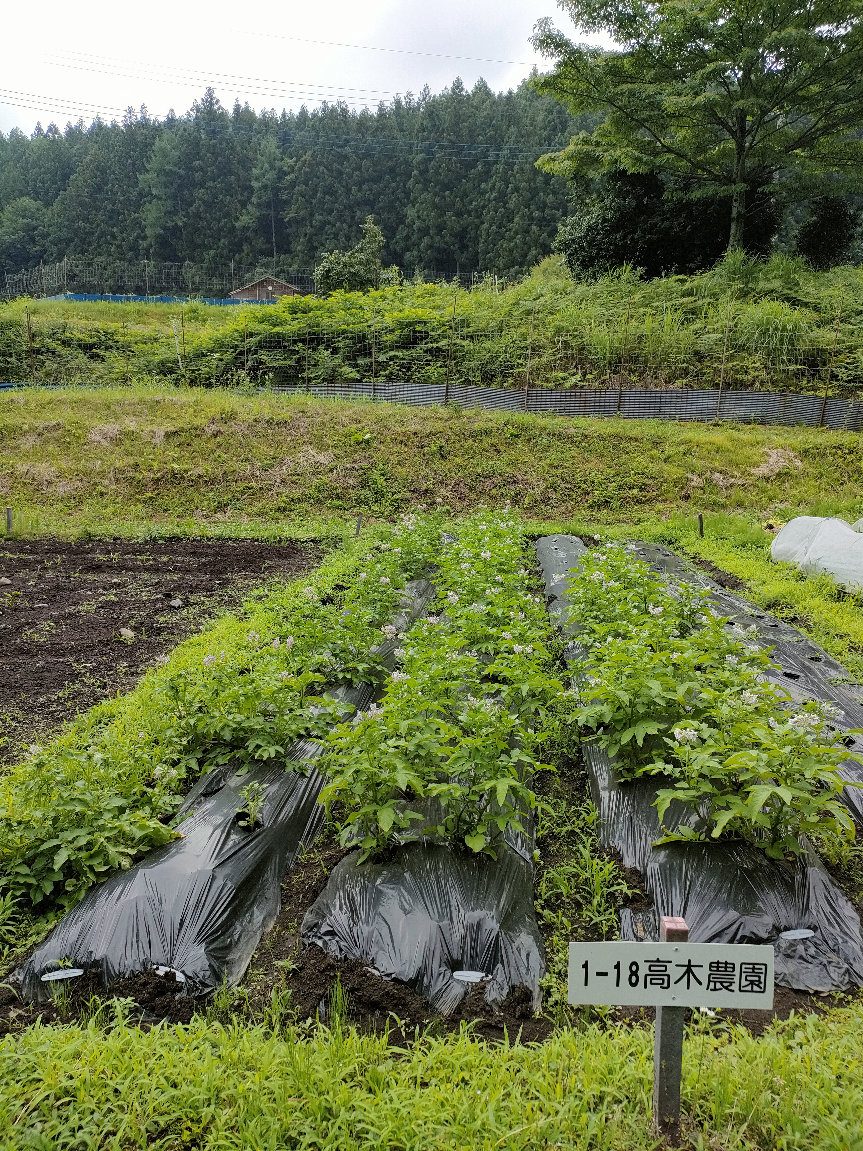 高木農園1.jpg