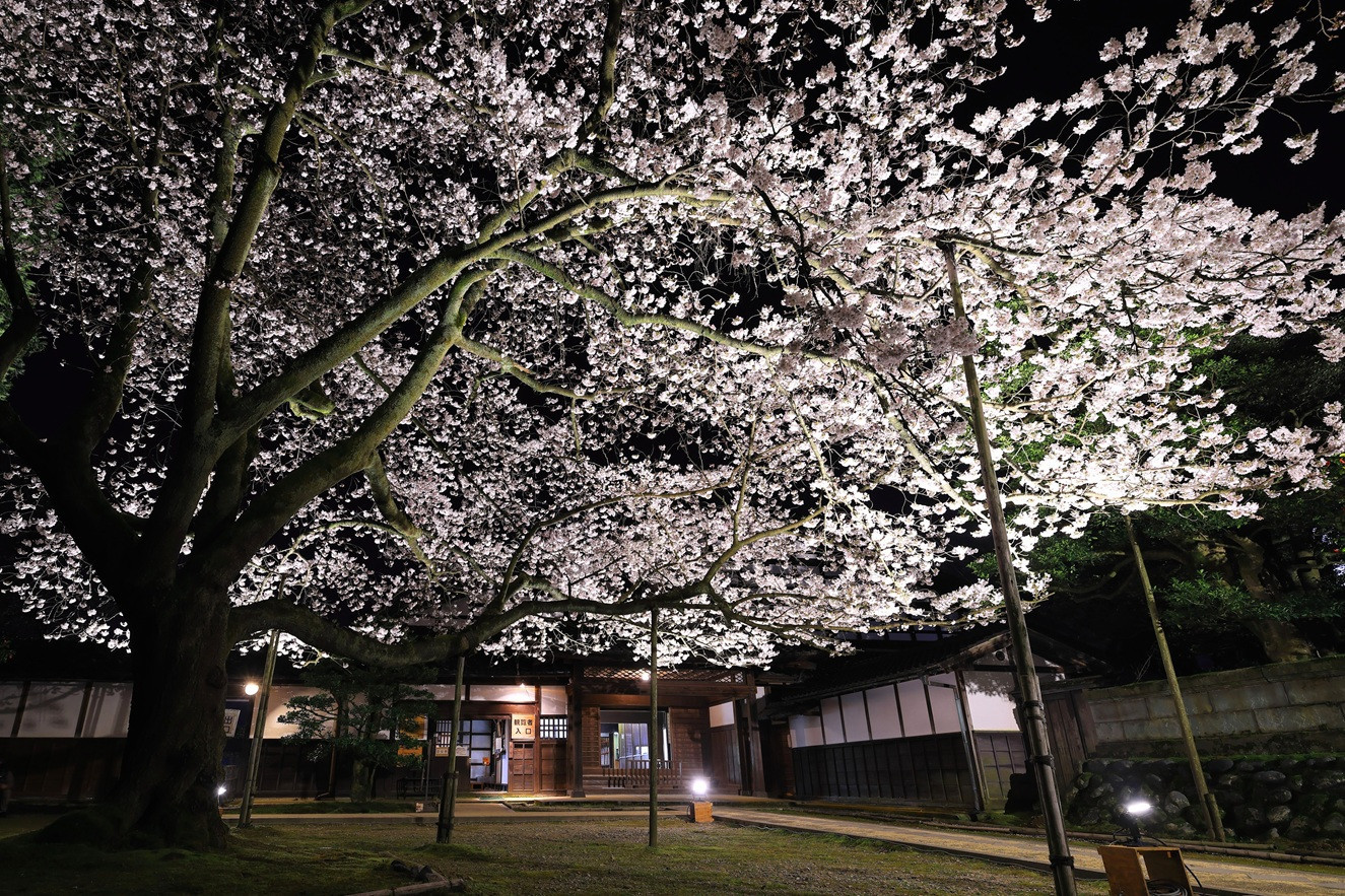 第17回フォトコンテスト優秀賞「花明かり／竹本正」