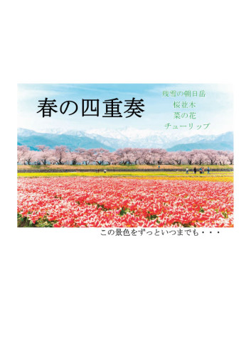 春の四重奏！開花状況