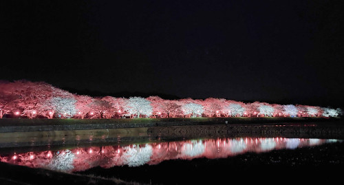 夜桜桜並木.jpg