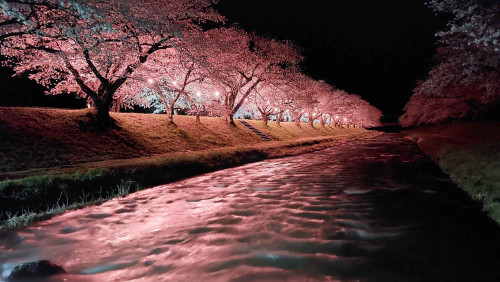夜桜仮橋から.jpg
