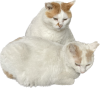 untitled.png