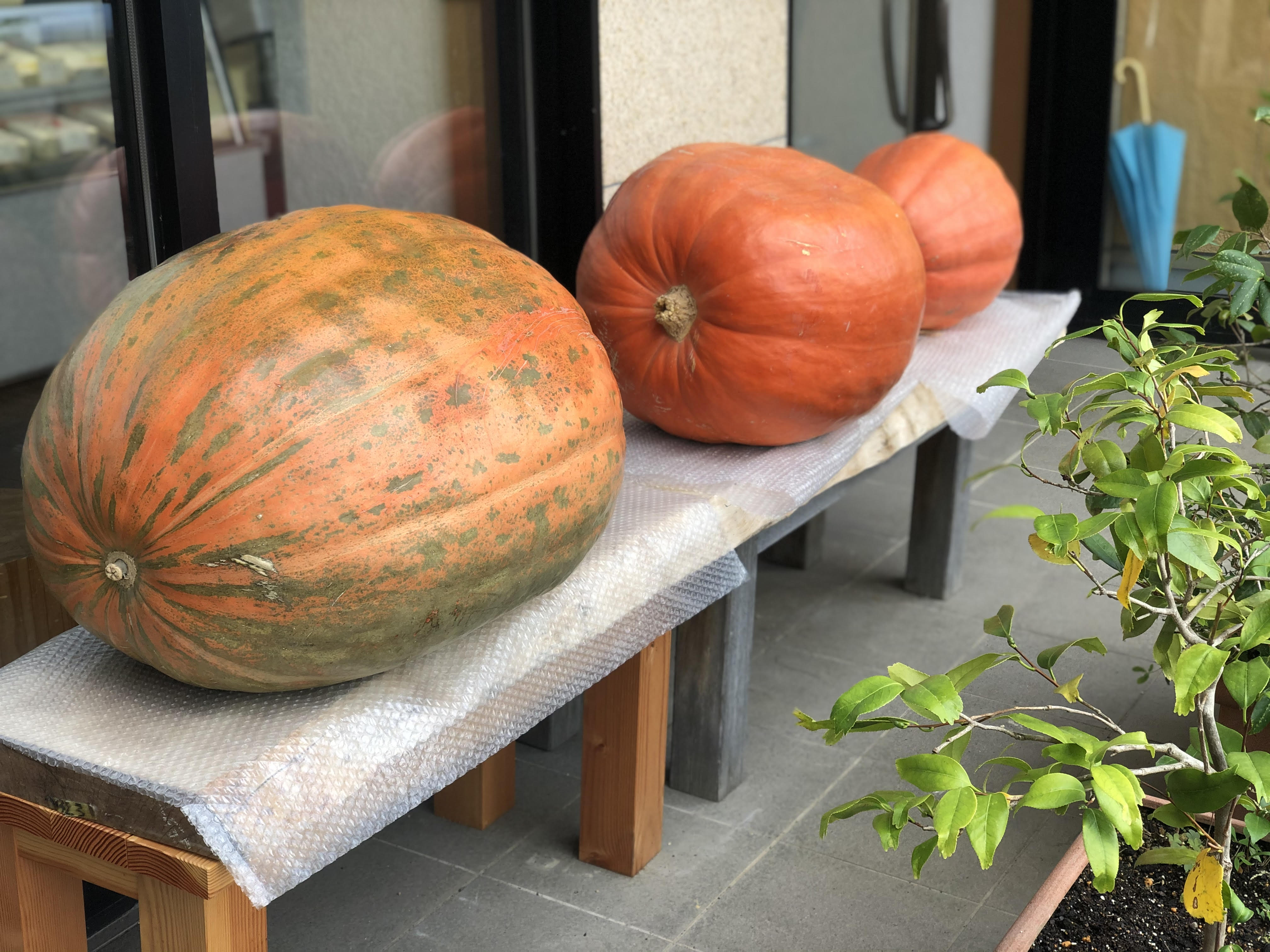 食欲の秋 ジャンボかぼちゃ ａｎｇｏ安居
