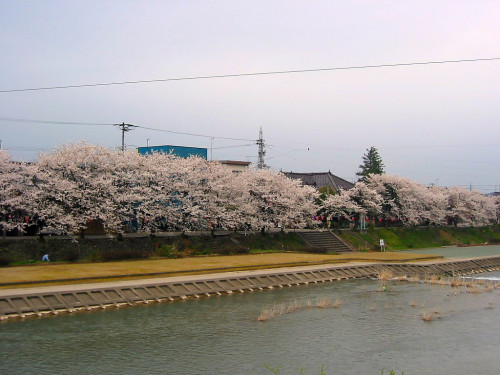 千本桜.jpg